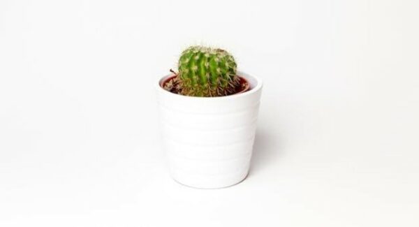 A cactus plant in a white pot